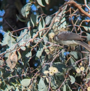 Philemon corniculatus at Bungowannah, NSW - 10 May 2023