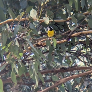 Falcunculus frontatus at Wodonga - 10 May 2023