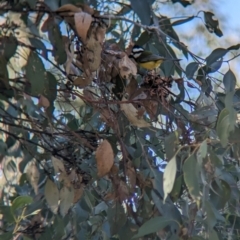 Falcunculus frontatus at West Wodonga, VIC - 10 May 2023