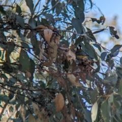 Falcunculus frontatus at Wodonga - 10 May 2023