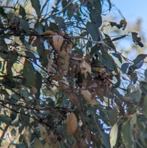 Falcunculus frontatus at Wodonga - 10 May 2023