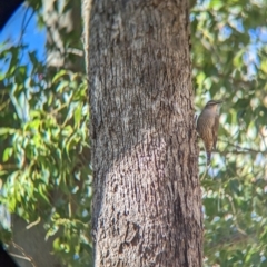 Climacteris picumnus (Brown Treecreeper) at Wodonga - 10 May 2023 by Darcy
