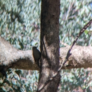 Climacteris picumnus at West Wodonga, VIC - 10 May 2023