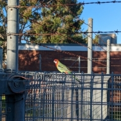 Platycercus eximius (Eastern Rosella) at North Albury, NSW - 10 May 2023 by Darcy