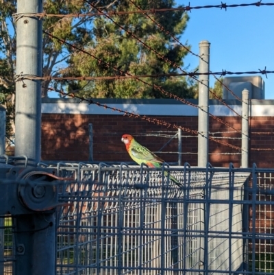 Platycercus eximius (Eastern Rosella) at Albury - 10 May 2023 by Darcy