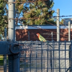 Platycercus eximius at North Albury, NSW - suppressed