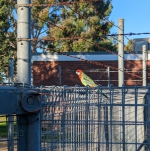 Platycercus eximius at North Albury, NSW - suppressed