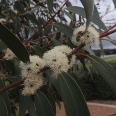 Eucalyptus gregsoniana (Wolgan Snow Gum) at Gordon, ACT - 12 Nov 2022 by michaelb