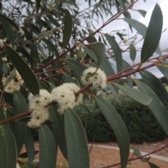 Eucalyptus gregsoniana at Point Hut Pond - 12 Nov 2022