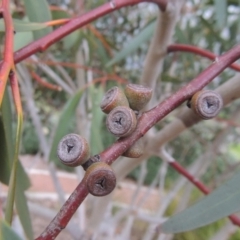 Eucalyptus gregsoniana at Gordon, ACT - 12 Nov 2022