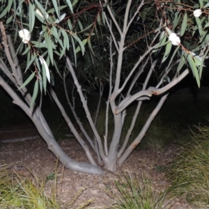 Eucalyptus gregsoniana at Point Hut Pond - 12 Nov 2022