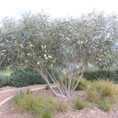 Eucalyptus gregsoniana at Point Hut Pond - 12 Nov 2022