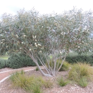 Eucalyptus gregsoniana at Gordon, ACT - 12 Nov 2022