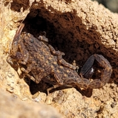 Lychas marmoreus (Little Marbled Scorpion) at Coree, ACT - 11 May 2023 by trevorpreston