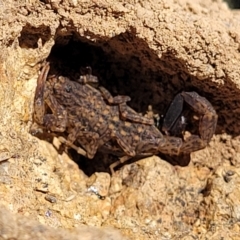 Lychas marmoreus at Coree, ACT - 11 May 2023