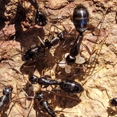 Camponotus claripes (Pale-legged sugar ant) at Coree, ACT - 11 May 2023 by trevorpreston