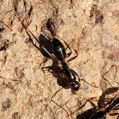 Camponotus claripes at Coree, ACT - 11 May 2023 11:50 AM