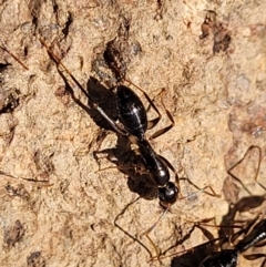 Camponotus claripes at Coree, ACT - 11 May 2023