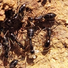 Camponotus claripes at Coree, ACT - 11 May 2023