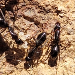 Camponotus claripes at Coree, ACT - 11 May 2023 11:50 AM