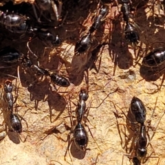 Camponotus claripes at Coree, ACT - 11 May 2023 11:50 AM