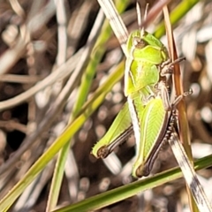 Caledia captiva (grasshopper) at Dunlop Grasslands - 11 May 2023 by trevorpreston