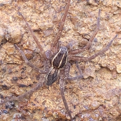 Dolomedes (genus) (Fishing spider) at Dunlop, ACT - 11 May 2023 by trevorpreston