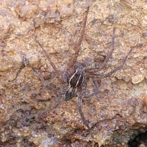 Dolomedes sp. (genus) at Dunlop, ACT - 11 May 2023