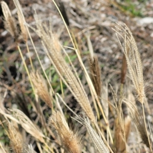 Chloris virgata at Nicholls, ACT - 11 May 2023