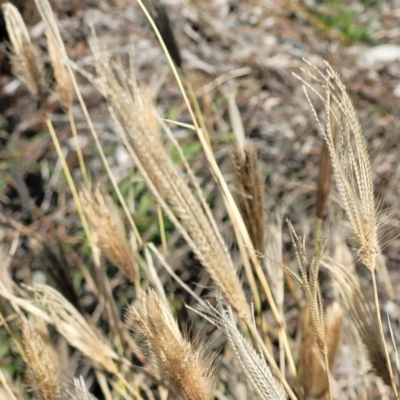 Chloris virgata (Feathertop Rhodes Grass) at Nicholls, ACT - 11 May 2023 by trevorpreston