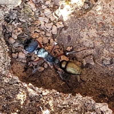 Myrmecia fulvipes (Red-legged Toothless bull ant) at Hall, ACT - 11 May 2023 by trevorpreston