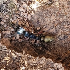 Myrmecia fulvipes at Hall, ACT - 11 May 2023 10:58 AM