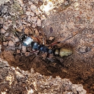 Myrmecia fulvipes at Hall, ACT - 11 May 2023 10:58 AM