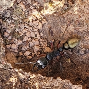 Myrmecia fulvipes at Hall, ACT - 11 May 2023 10:58 AM