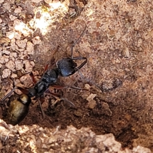 Myrmecia fulvipes at Hall, ACT - 11 May 2023 10:58 AM