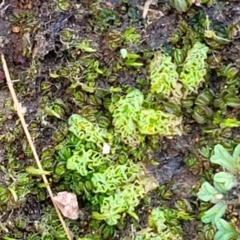 Unidentified Moss, Liverwort or Hornwort at Hall, ACT - 11 May 2023 by trevorpreston