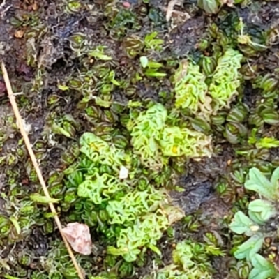 Unidentified Moss, Liverwort or Hornwort at Hall, ACT - 11 May 2023 by trevorpreston