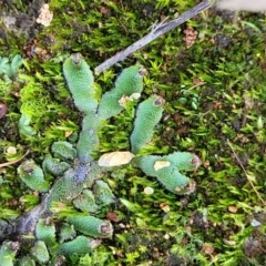 Marchantia sp. (genus) at Hall, ACT - 11 May 2023 by trevorpreston