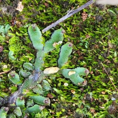 Marchantia sp. (genus) at Hall, ACT - 11 May 2023 by trevorpreston