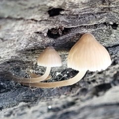 Mycena sp. (Mycena) at Hall, ACT - 11 May 2023 by trevorpreston