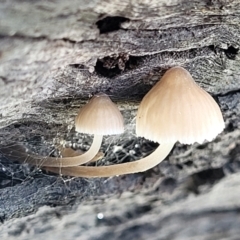Unidentified Cap on a stem; gills below cap [mushrooms or mushroom-like] at Hall, ACT - 11 May 2023 by trevorpreston