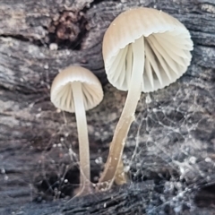 Mycena sp. at Hall, ACT - 11 May 2023