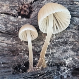 Mycena sp. at Hall, ACT - 11 May 2023