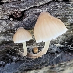 Mycena sp. at Hall, ACT - 11 May 2023