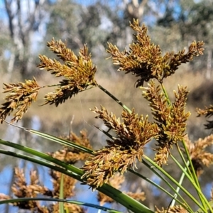 Cyperus exaltatus at Hall, ACT - 11 May 2023 10:43 AM