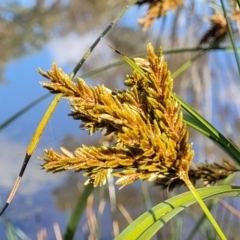 Cyperus exaltatus at Hall, ACT - 11 May 2023 10:43 AM