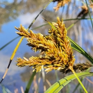 Cyperus exaltatus at Hall, ACT - 11 May 2023 10:43 AM