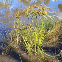 Cyperus exaltatus at Hall, ACT - 11 May 2023 10:43 AM