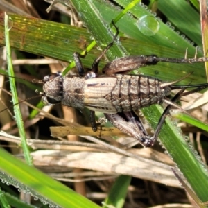 Eurepa marginipennis at Hall, ACT - 11 May 2023