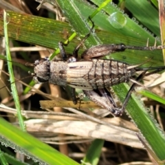 Eurepa marginipennis (Mottled bush cricket) at Hall, ACT - 11 May 2023 by trevorpreston